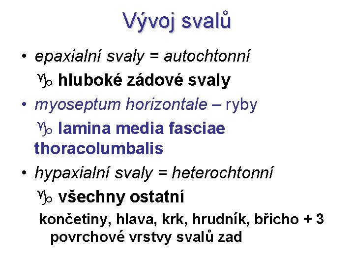 Vývoj svalů • epaxialní svaly = autochtonní hluboké zádové svaly • myoseptum horizontale –