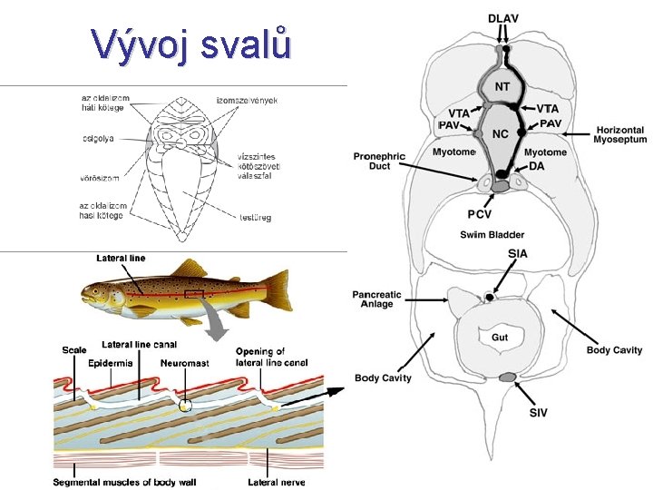 Vývoj svalů 