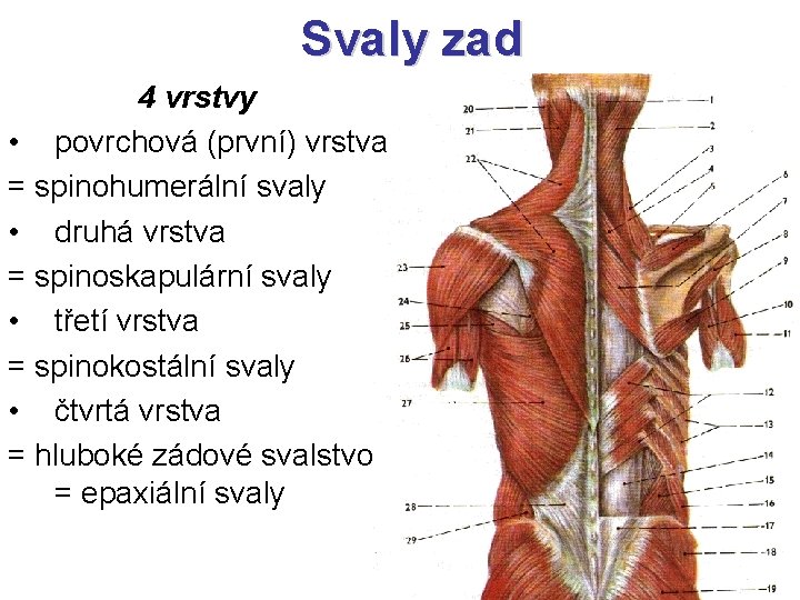 Svaly zad 4 vrstvy • povrchová (první) vrstva = spinohumerální svaly • druhá vrstva