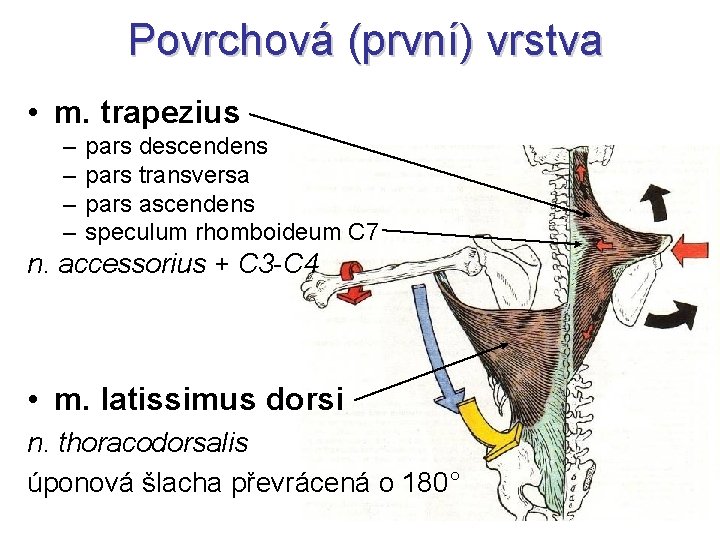 Povrchová (první) vrstva • m. trapezius – – pars descendens pars transversa pars ascendens
