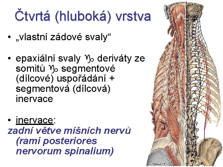 Čtvrtá (hluboká) vrstva • „vlastní zádové svaly“ • epaxiální svaly deriváty ze somitů segmentové