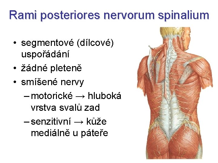 Rami posteriores nervorum spinalium • segmentové (dílcové) uspořádání • žádné pleteně • smíšené nervy