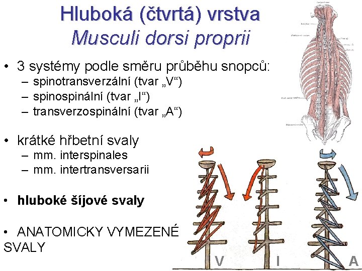 Hluboká (čtvrtá) vrstva Musculi dorsi proprii • 3 systémy podle směru průběhu snopců: –