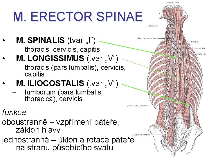 M. ERECTOR SPINAE • M. SPINALIS (tvar „I“) – • M. LONGISSIMUS (tvar „V“)