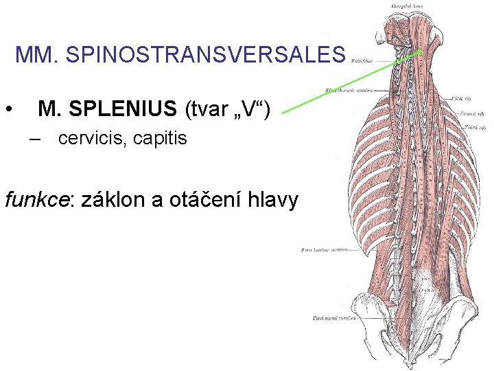 MM. SPINOSTRANSVERSALES • M. SPLENIUS (tvar „V“) – cervicis, capitis funkce: záklon a otáčení