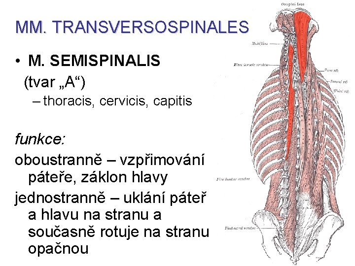 MM. TRANSVERSOSPINALES • M. SEMISPINALIS (tvar „A“) – thoracis, cervicis, capitis funkce: oboustranně –