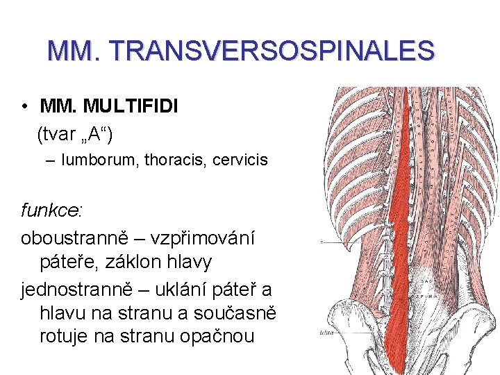 MM. TRANSVERSOSPINALES • MM. MULTIFIDI (tvar „A“) – lumborum, thoracis, cervicis funkce: oboustranně –