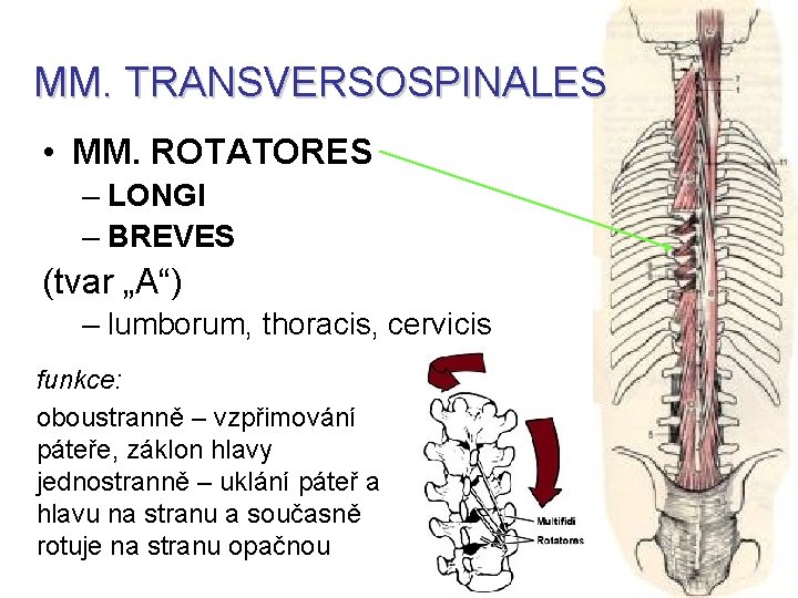 MM. TRANSVERSOSPINALES • MM. ROTATORES – LONGI – BREVES (tvar „A“) – lumborum, thoracis,