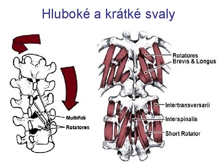 Hluboké a krátké svaly 