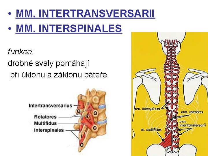  • • MM. INTERTRANSVERSARII MM. INTERSPINALES funkce: drobné svaly pomáhají při úklonu a