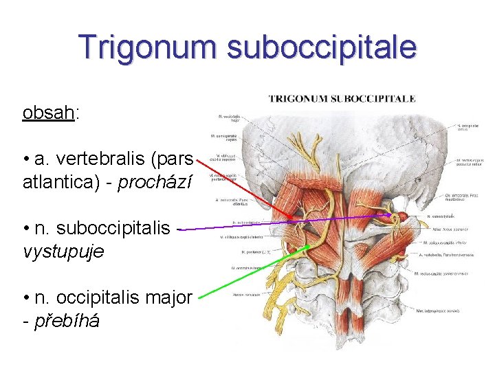 Trigonum suboccipitale obsah: • a. vertebralis (pars atlantica) - prochází • n. suboccipitalis vystupuje