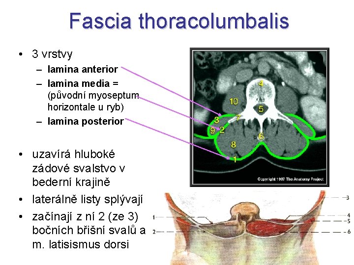 Fascia thoracolumbalis • 3 vrstvy – lamina anterior – lamina media = (původní myoseptum