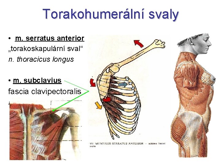 Torakohumerální svaly • m. serratus anterior „torakoskapulární sval“ n. thoracicus longus • m. subclavius