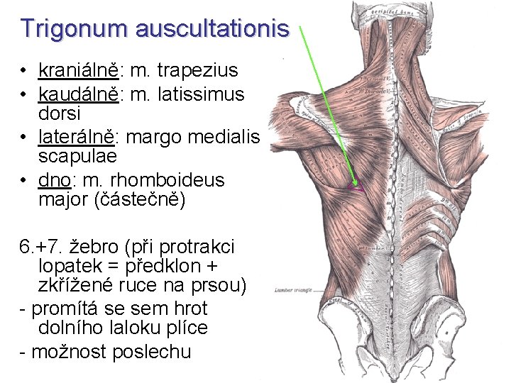 Trigonum auscultationis • kraniálně: m. trapezius • kaudálně: m. latissimus dorsi • laterálně: margo