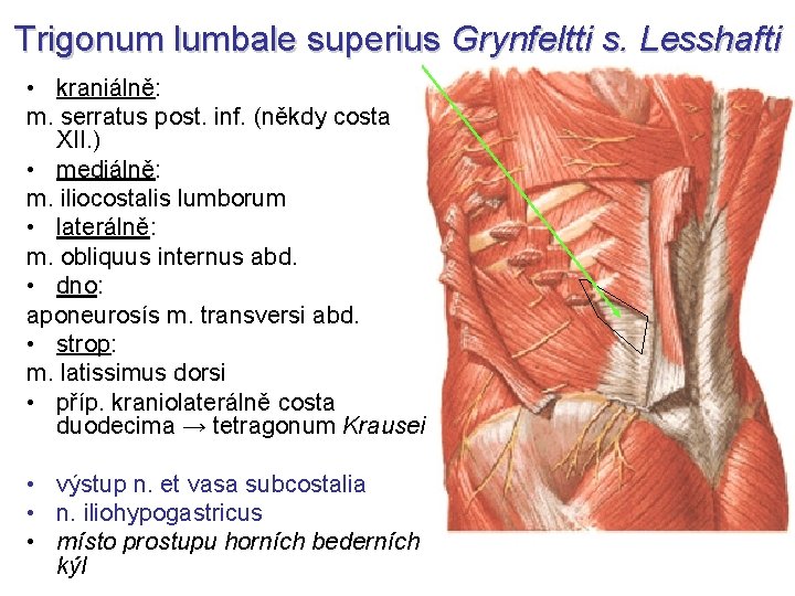 Trigonum lumbale superius Grynfeltti s. Lesshafti • kraniálně: m. serratus post. inf. (někdy costa