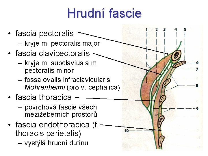 Hrudní fascie • fascia pectoralis – kryje m. pectoralis major • fascia clavipectoralis –