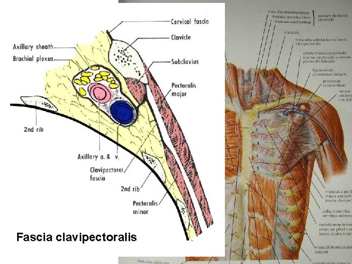 Fascia clavipectoralis 