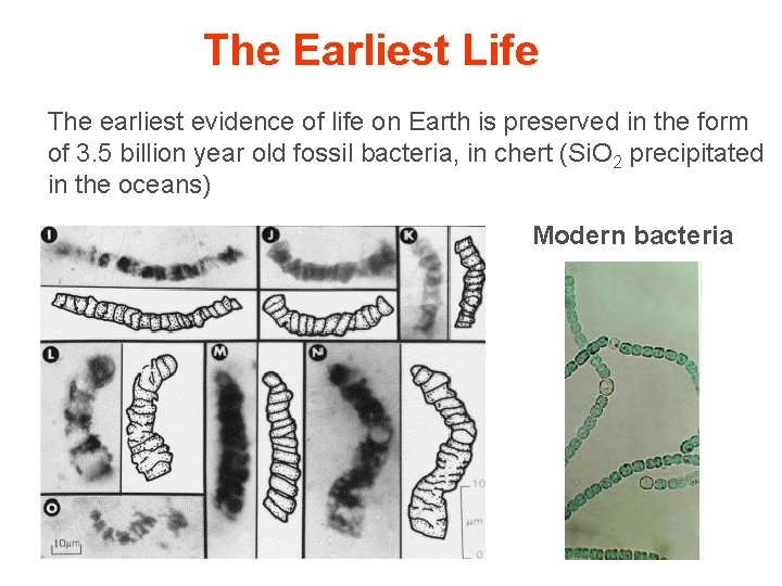 The Earliest Life Bacteria in 3. 5 billion yr chert, Australia Modern bacteria The