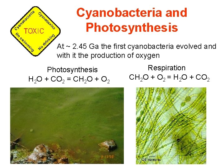 Cyanobacteria and Photosynthesis At ~ 2. 45 Ga the first cyanobacteria evolved and with