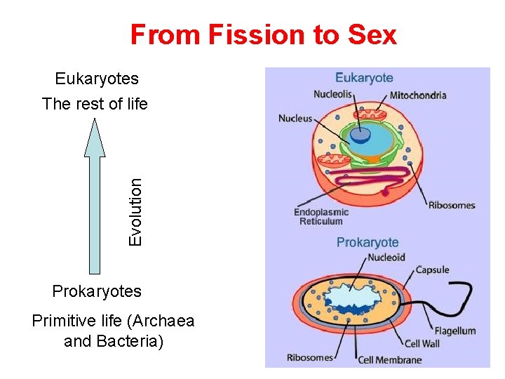 From Fission to Sex Eukaryotes Evolution The rest of life Prokaryotes Primitive life (Archaea