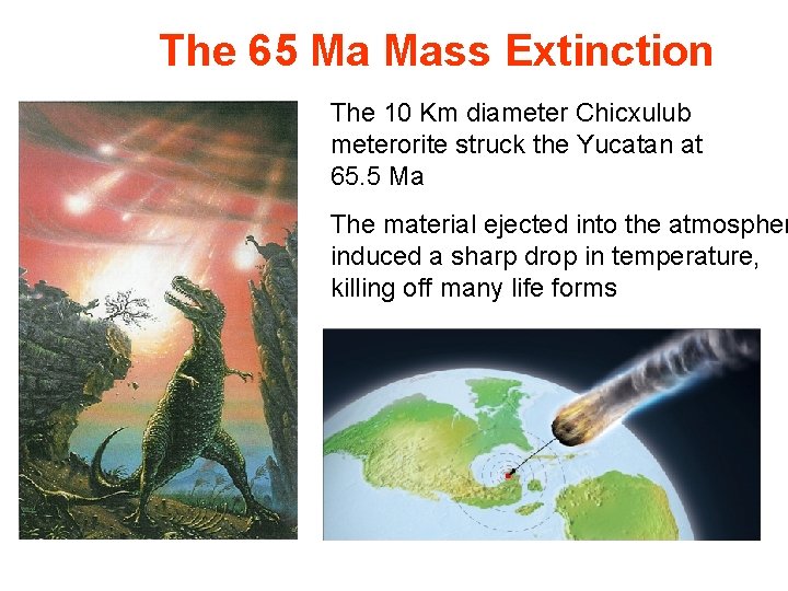 The 65 Ma Mass Extinction The 10 Km diameter Chicxulub meterorite struck the Yucatan