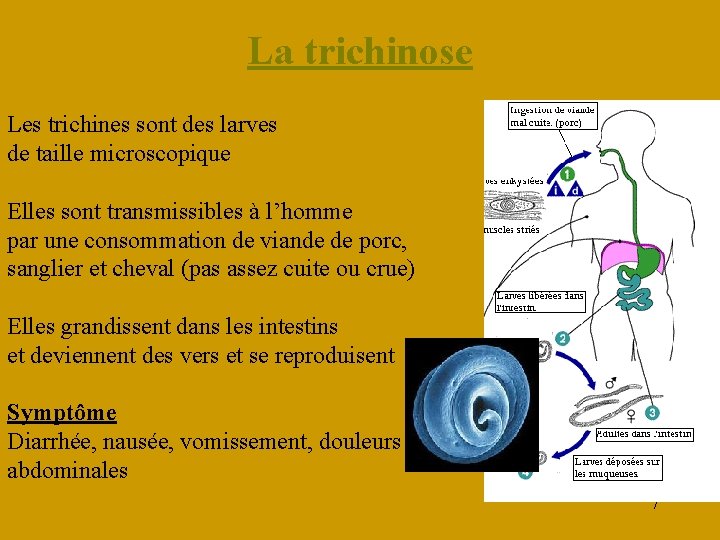 La trichinose Les trichines sont des larves de taille microscopique Elles sont transmissibles à