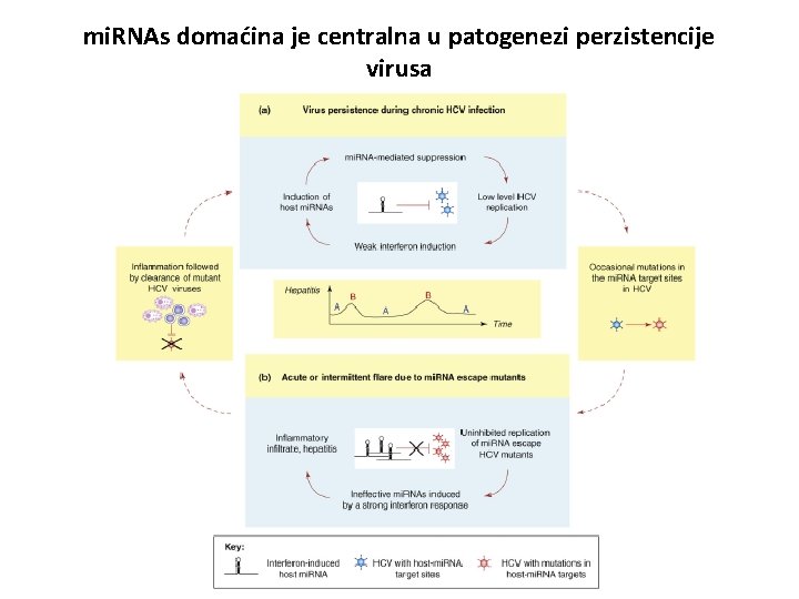 mi. RNAs domaćina je centralna u patogenezi perzistencije virusa 