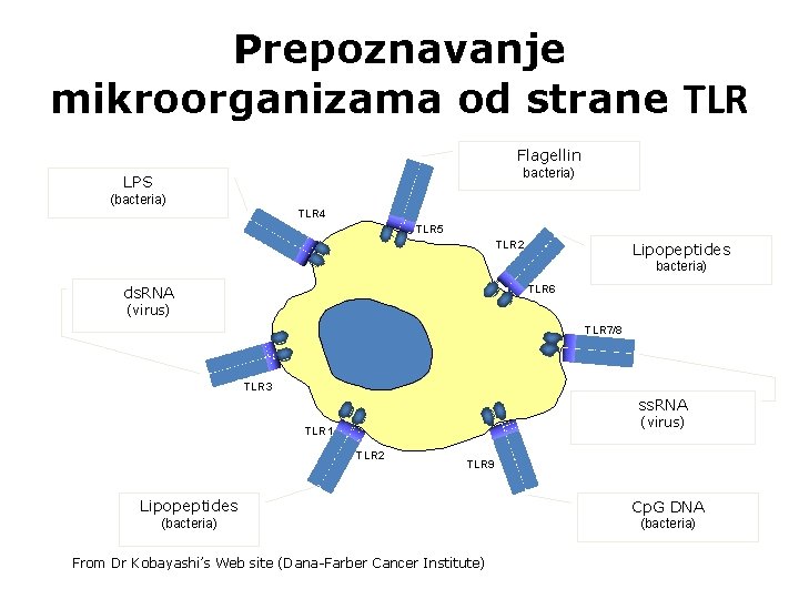 Prepoznavanje mikroorganizama od strane TLR Flagellin bacteria) LPS (bacteria) TLR 4 TLR 5 TLR