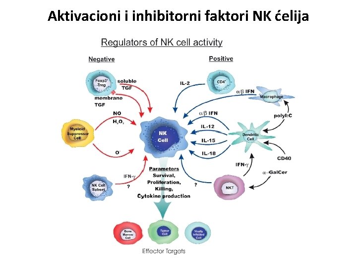 Aktivacioni i inhibitorni faktori NK ćelija 