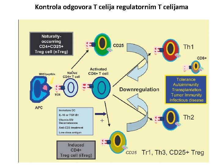 Kontrola odgovora T celija regulatornim T celijama 