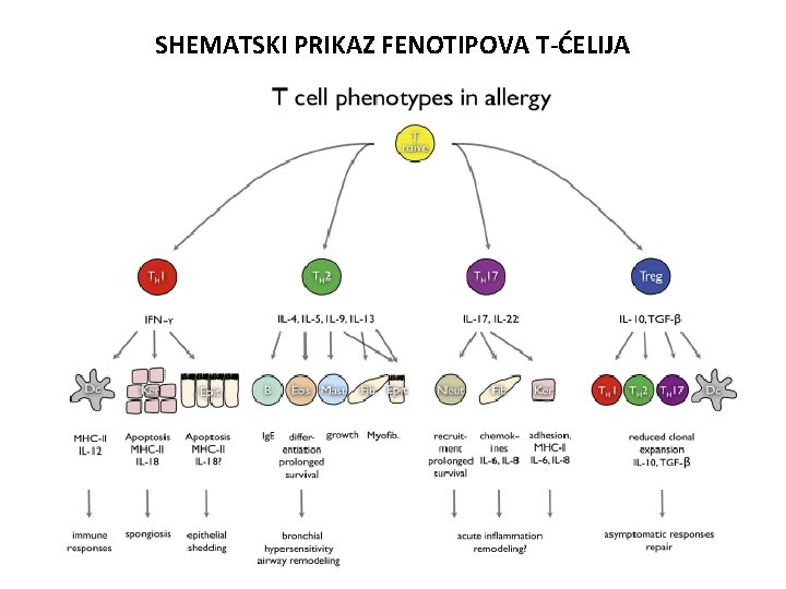 SHEMATSKI PRIKAZ FENOTIPOVA T-ĆELIJA 