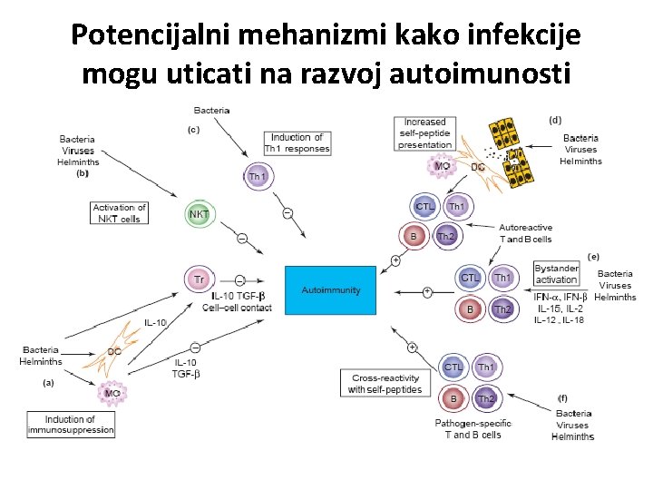 Potencijalni mehanizmi kako infekcije mogu uticati na razvoj autoimunosti 