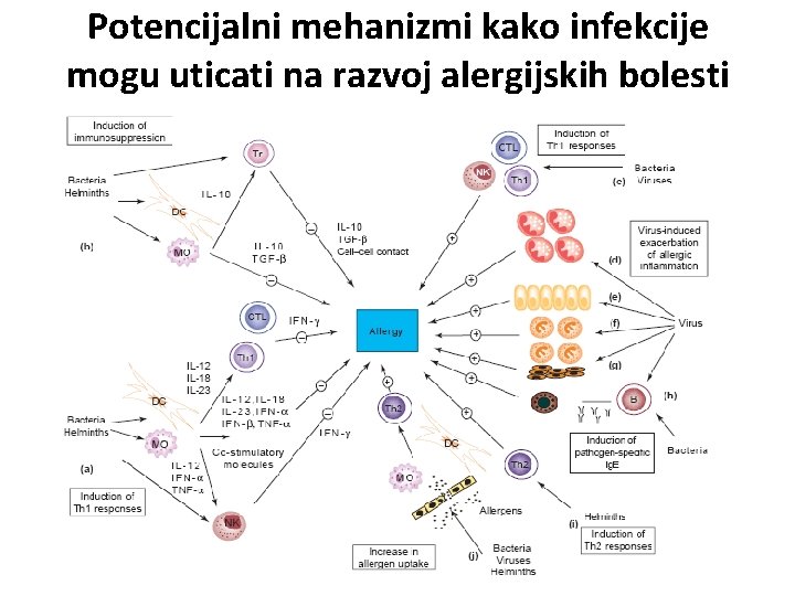 Potencijalni mehanizmi kako infekcije mogu uticati na razvoj alergijskih bolesti 