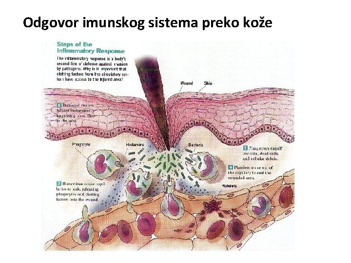 Odgovor imunskog sistema preko kože 
