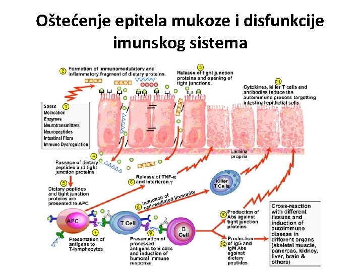 Oštećenje epitela mukoze i disfunkcije imunskog sistema 