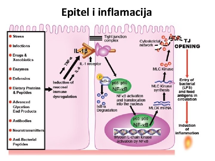 Epitel i inflamacija 