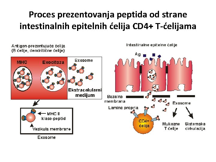 Proces prezentovanja peptida od strane intestinalnih epitelnih ćelija CD 4+ T-ćelijama 