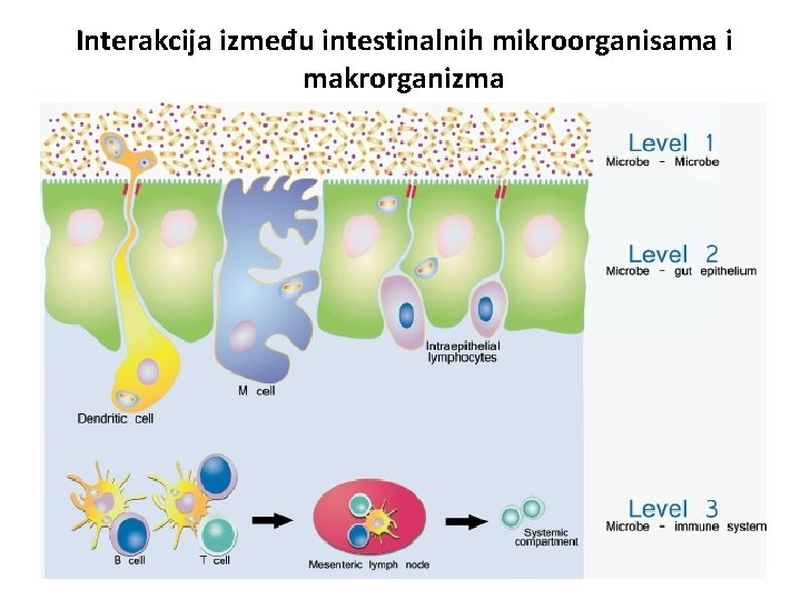Interakcija između intestinalnih mikroorganisama i makrorganizma 