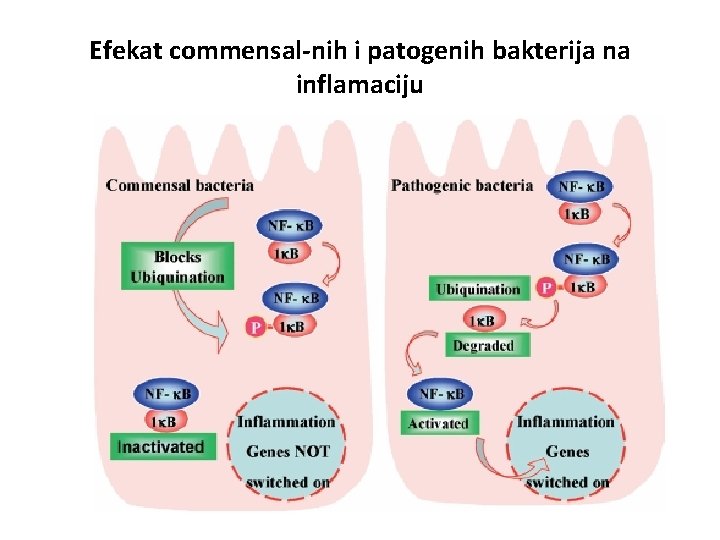 Efekat commensal-nih i patogenih bakterija na inflamaciju 