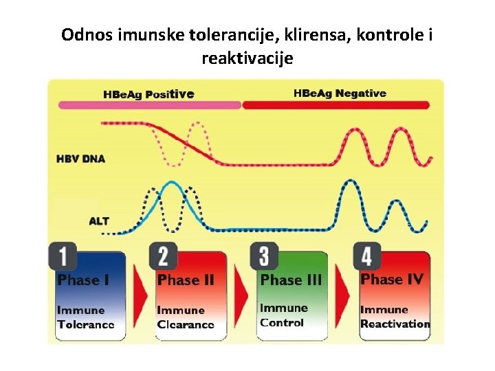 Odnos imunske tolerancije, klirensa, kontrole i reaktivacije 