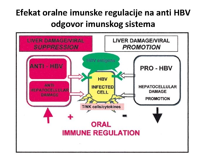 Efekat oralne imunske regulacije na anti HBV odgovor imunskog sistema 