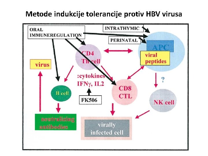 Metode indukcije tolerancije protiv HBV virusa 