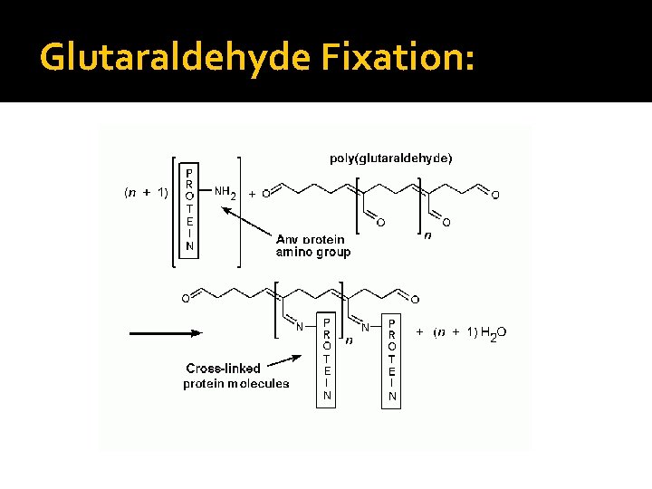 Glutaraldehyde Fixation: Glutaraldehyde Fixation: