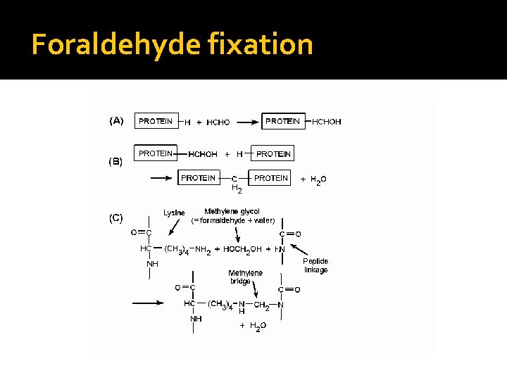 Foraldehyde fixation Foraldehyde fixation