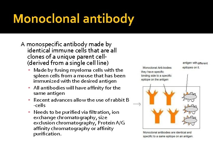 Monoclonal antibody A monospecific antibody made by identical immune cells that are all clones Monoclonal antibody A monospecific antibody made by identical immune cells that are all clones