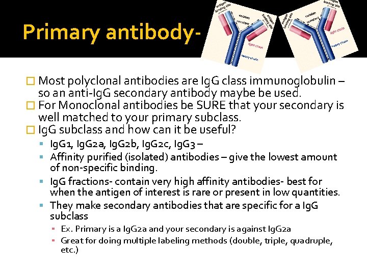 Primary antibody� Most polyclonal antibodies are Ig. G class immunoglobulin – so an anti-Ig. Primary antibody� Most polyclonal antibodies are Ig. G class immunoglobulin – so an anti-Ig.