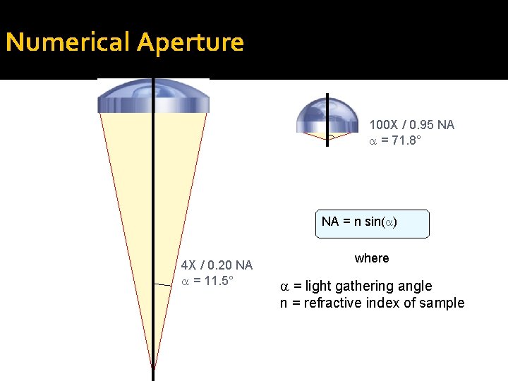 Numerical Aperture 100 X / 0. 95 NA = 71. 8° NA = n Numerical Aperture 100 X / 0. 95 NA = 71. 8° NA = n