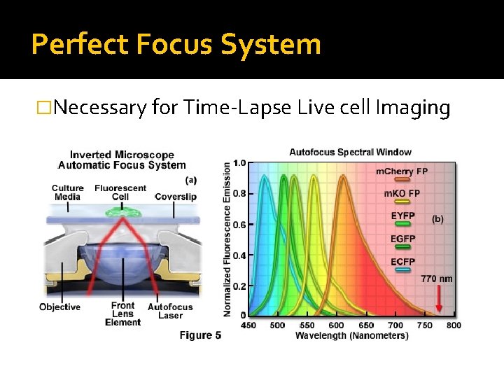 Perfect Focus System �Necessary for Time-Lapse Live cell Imaging Perfect Focus System �Necessary for Time-Lapse Live cell Imaging