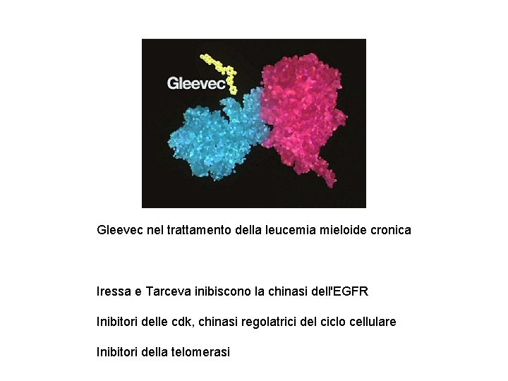 Gleevec nel trattamento della leucemia mieloide cronica Iressa e Tarceva inibiscono la chinasi dell'EGFR