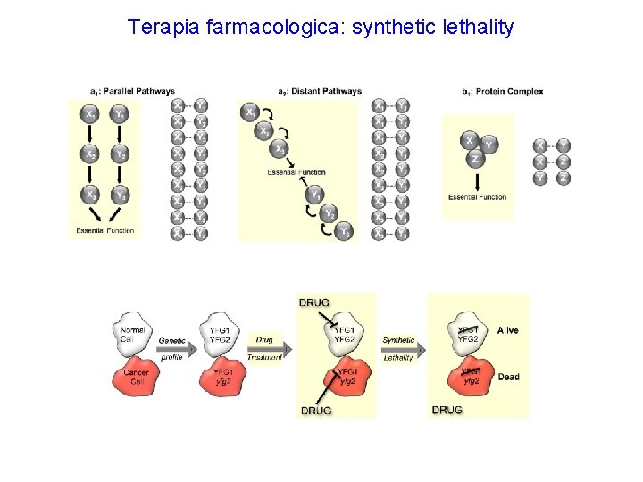 Terapia farmacologica: synthetic lethality Terapia farmacologica: synthetic lethality